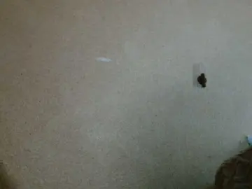 Bongacams Live Sex of MiaLaFoxis