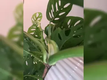 Bongacams Sex Cam of SallyeLeins