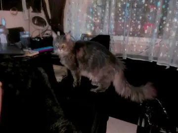Bongacams Live Sex Cam of miss-asmodeus